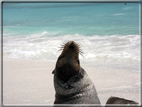 foto Flora e la fauna della Isole Galapagos